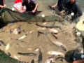 抓鱼的视频,视频揭秘海洋捕捞的精彩瞬间