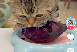 小花猫视频,小花猫的欢乐视频大揭秘